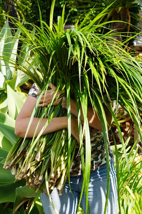 Harvesting flax in my pa